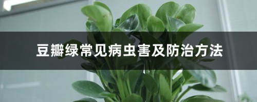 豆瓣绿常见病虫害及防治方法