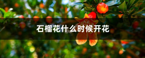 石榴花什么时候开花