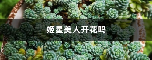 姬星美人开花吗