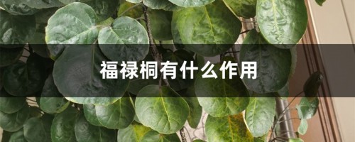 福禄桐有什么作用