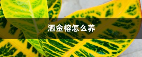 洒金榕怎么养