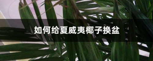 如何给夏威夷椰子换盆