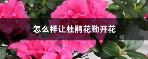 怎么样让杜鹃花勤开花