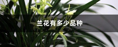 兰花品种大全