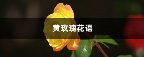 黄玫瑰花语