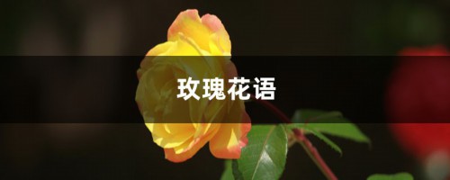 玫瑰花语，玫瑰花数量代表的含义