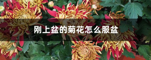 刚上盆的菊花怎么服盆，服盆的表现是什么