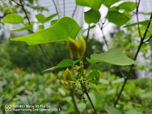 丁香花