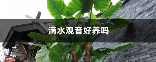 滴水观音好养吗，滴水观音的养护方法