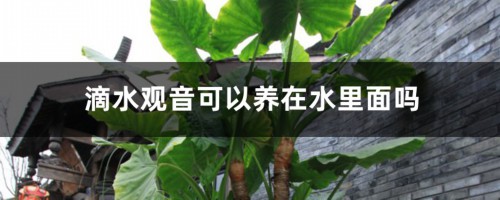 滴水观音可以养在水里面吗，水培养护方法