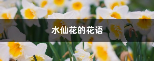 水仙花的花语