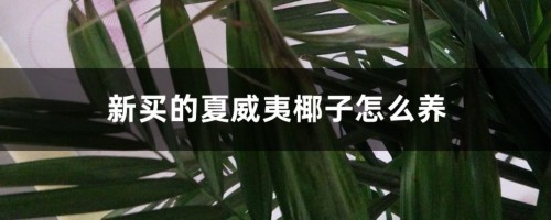 新买的夏威夷椰子怎么养