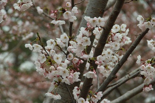 樱花