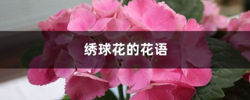 绣球花的花语