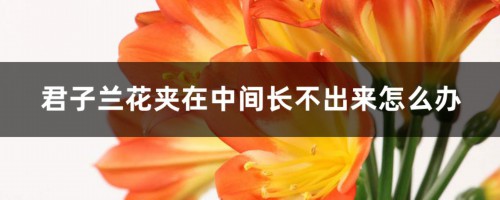 君子兰花夹在中间长不出来怎么办，夹箭怎么处理