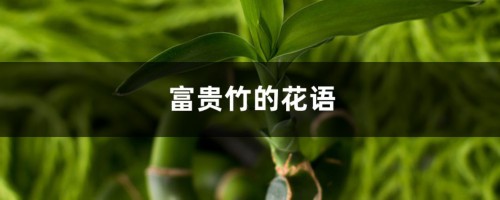 富贵竹的花语和寓意，送人有什么禁忌