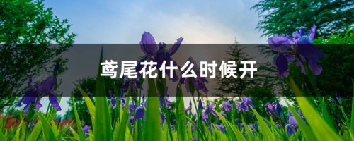 鸢尾花什么时候开，花期怎么养护