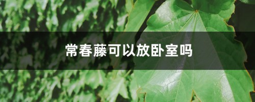 常春藤可以放卧室吗