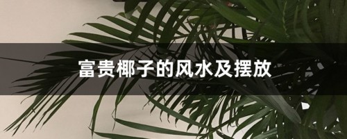 富贵椰子的风水及摆放