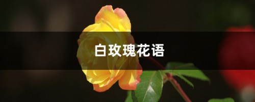 白玫瑰花语