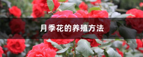 月季花的养殖方法，月季花栽培技术