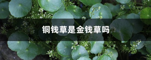 铜钱草是金钱草吗，铜钱草与金钱草的区别