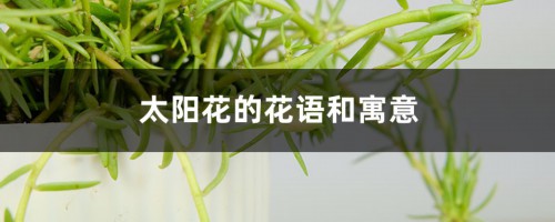 太阳花的花语和寓意