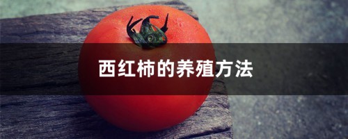 西红柿的养殖方法