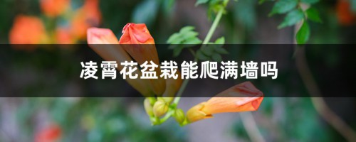 凌霄花盆栽能爬满墙吗，需要多大的盆