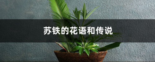 苏铁的花语和传说