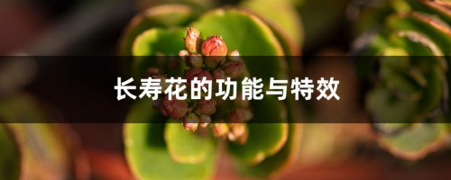 长寿花的功能与特效