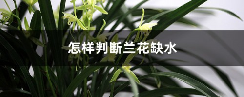 怎样判断兰花缺水，怎么看该不该浇水