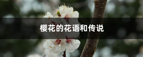 樱花的花语和传说