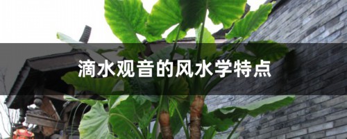 滴水观音的风水学特点