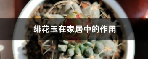 绯花玉在家居中的作用