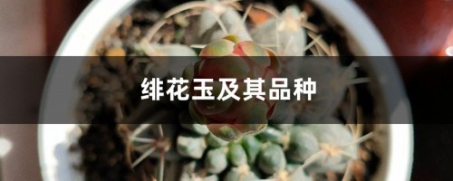 绯花玉及其品种