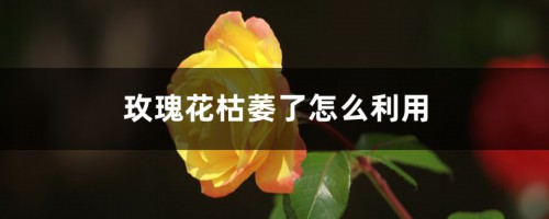 玫瑰花枯萎了怎么利用