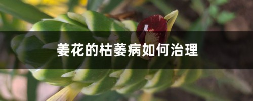 姜花的枯萎病如何治理