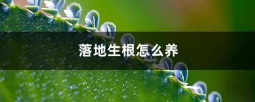 落地生根怎么养