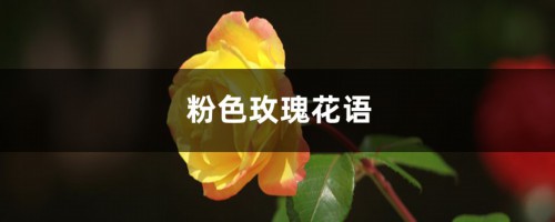 粉色玫瑰花语