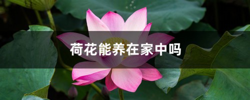 荷花能养在家中吗，养护需注意什么