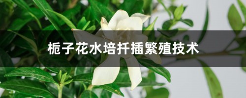 栀子花水培扦插繁殖技术