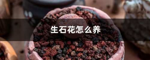 生石花怎么养