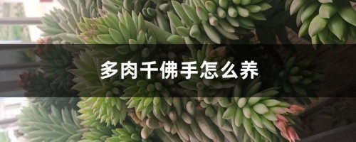 多肉千佛手怎么养