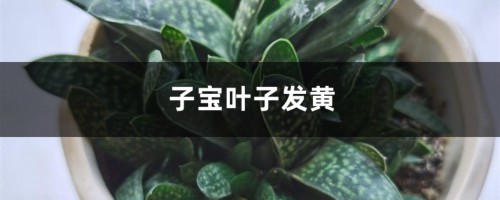 子宝黄叶的原因和处理办法