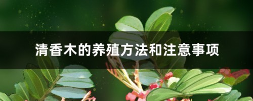 清香木的养殖方法和注意事项