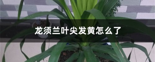 龙须兰叶尖发黄怎么解决