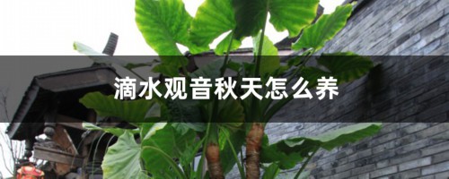 滴水观音秋天怎么养