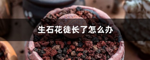 生石花徒长了怎么办