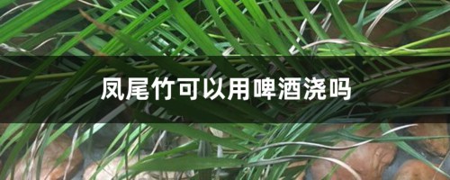 凤尾竹可以用啤酒浇吗